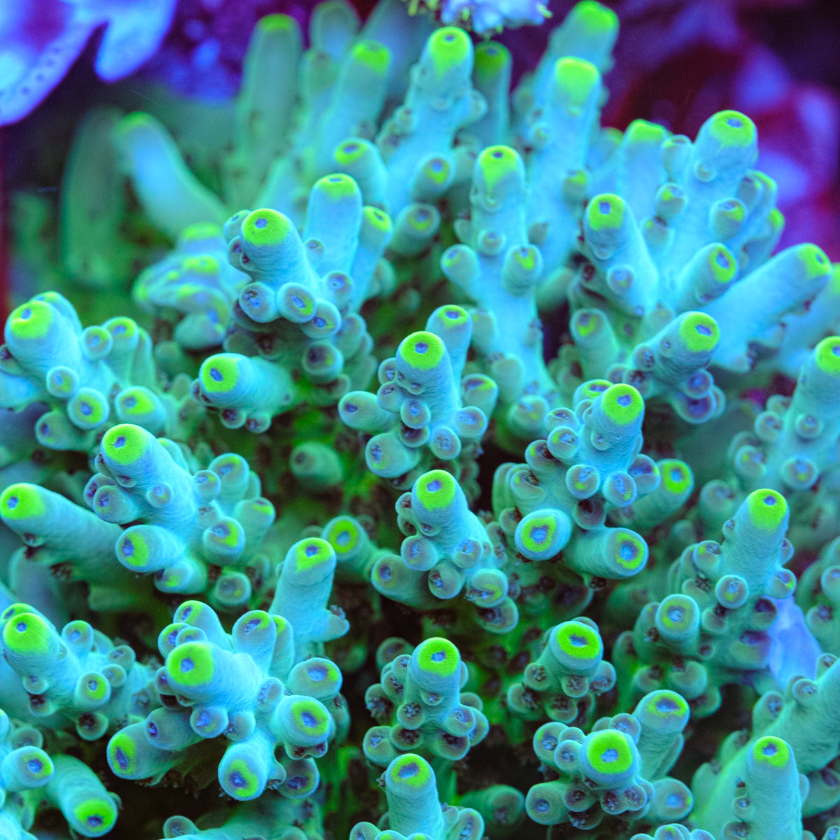 POTO Blue Thunder Acropora