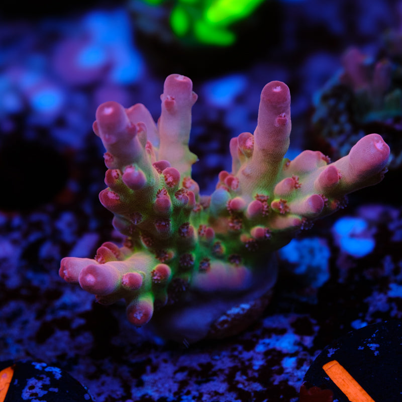 POTO Dragon Blood Acropora WYSIWYG - L2