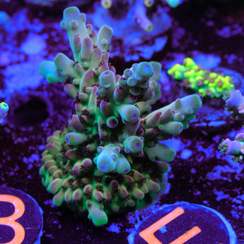 POTO Enigma Acropora WYSIWYG - E2