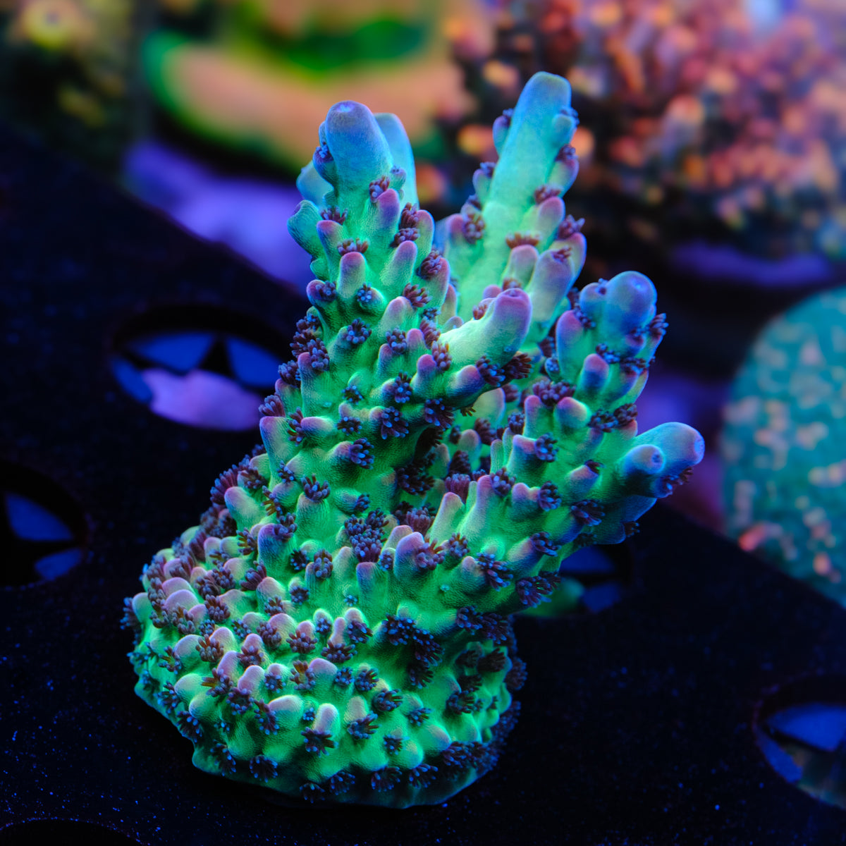 POTO Enigma Acropora WYSIWYG - H2