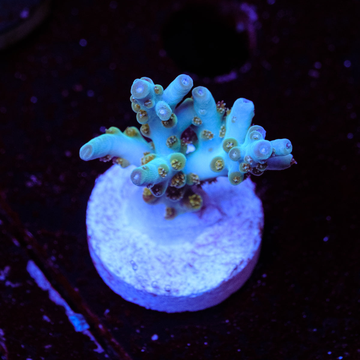 BC Skinny Love Acropora WYSIWYG - I4