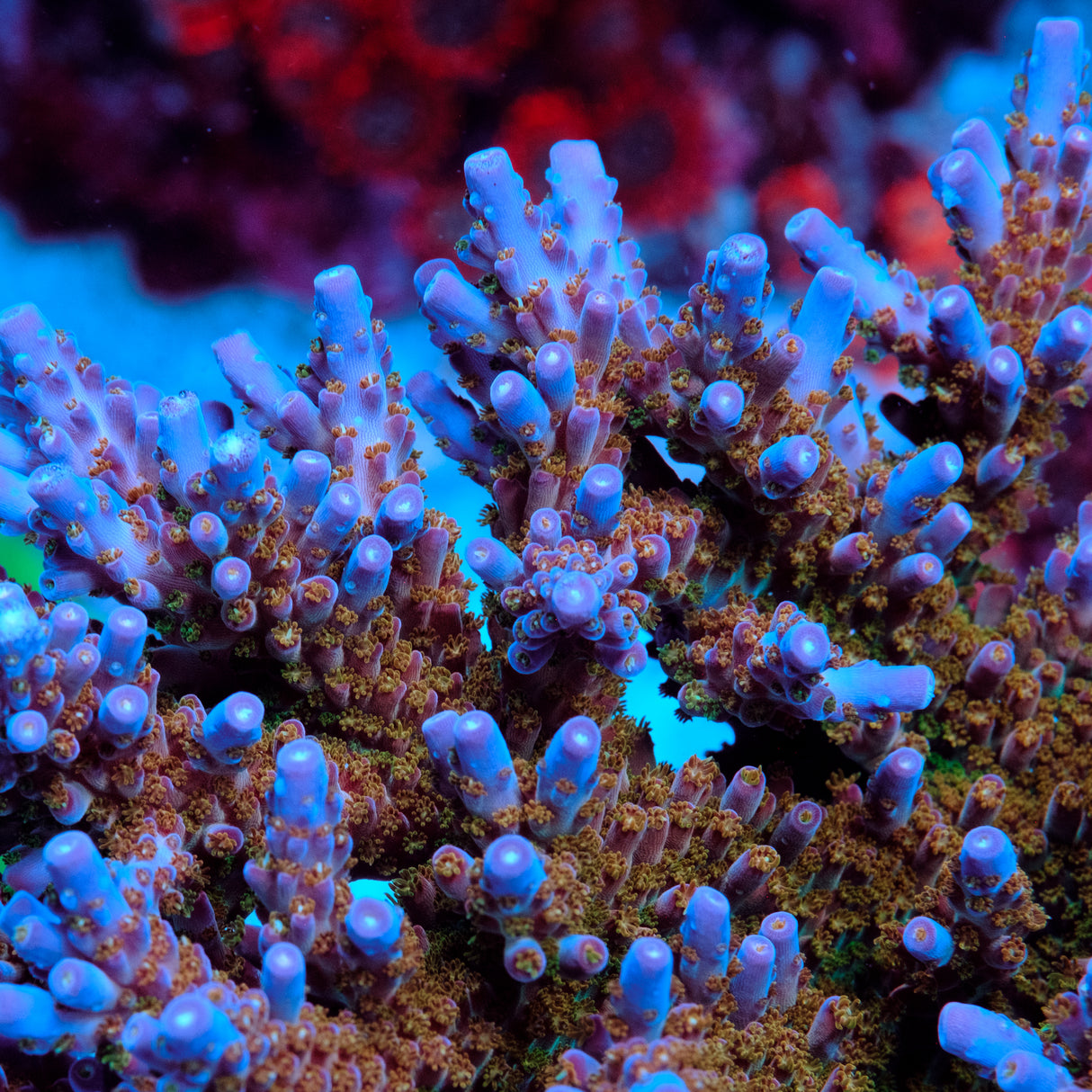 POTO Afterburner Acropora