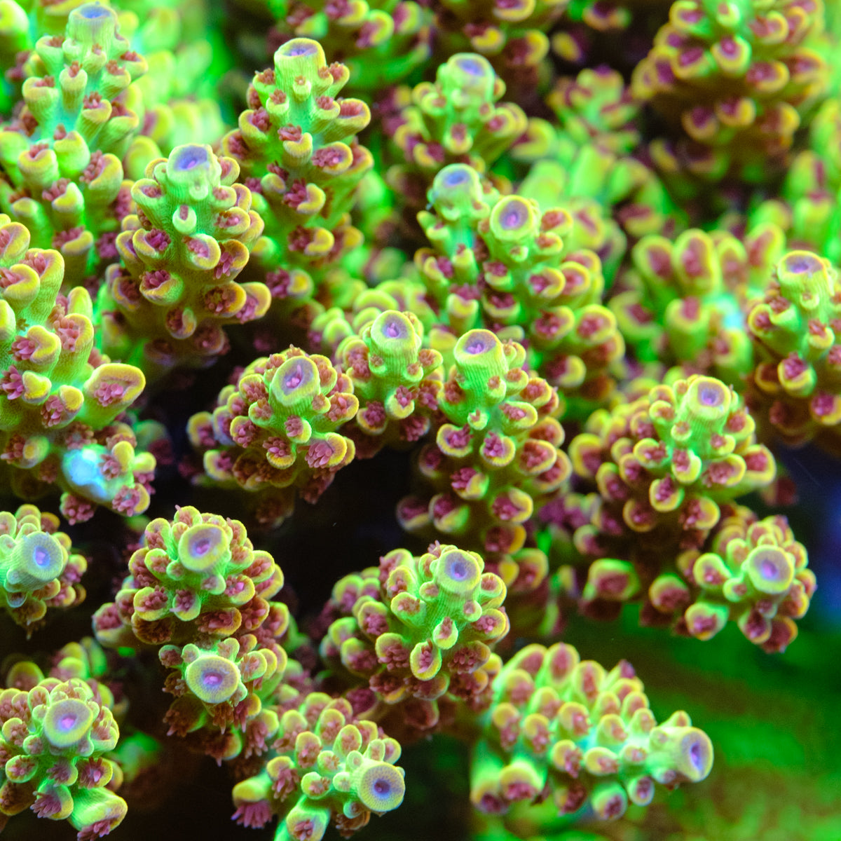 POTO Alice in Wonderland Acropora