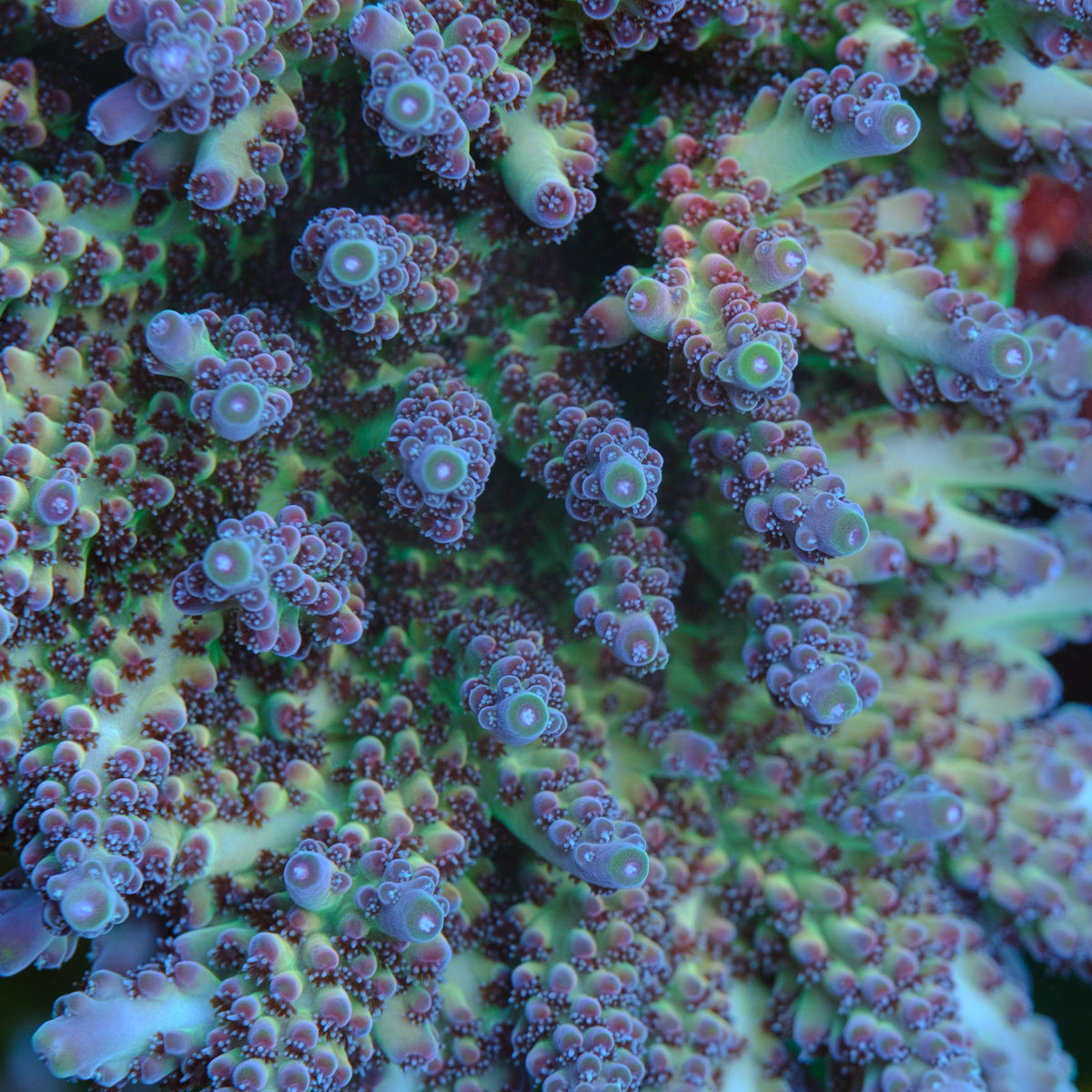 POTO Enigma Acropora