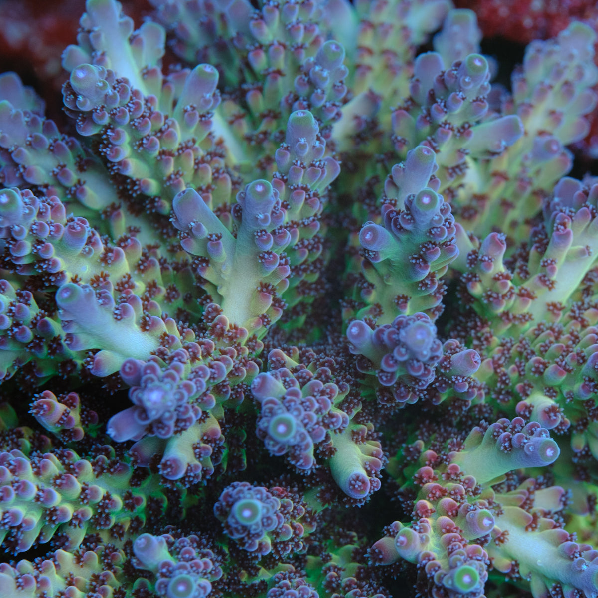 POTO Enigma Acropora