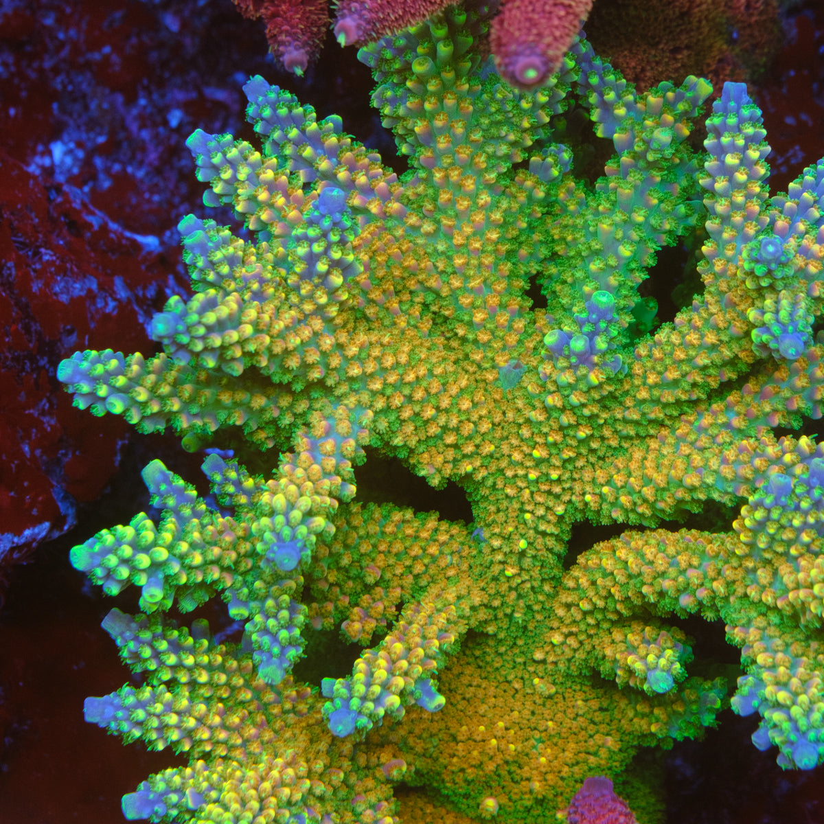 PR Fruity Pebbles Acropora