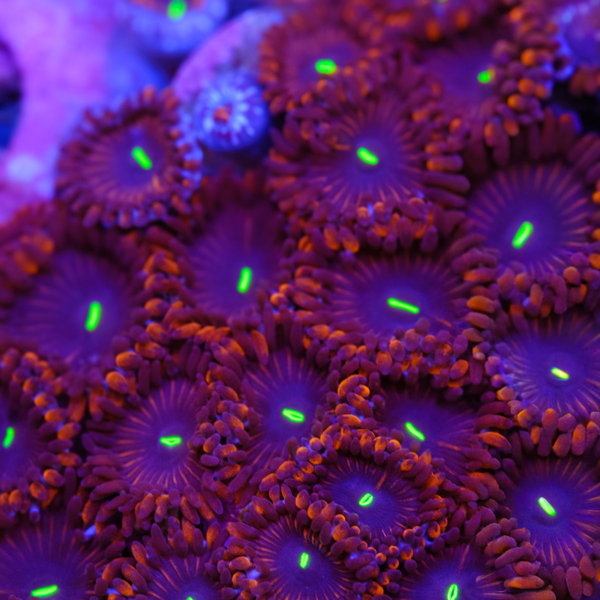 Purple People Eater Zoanthids