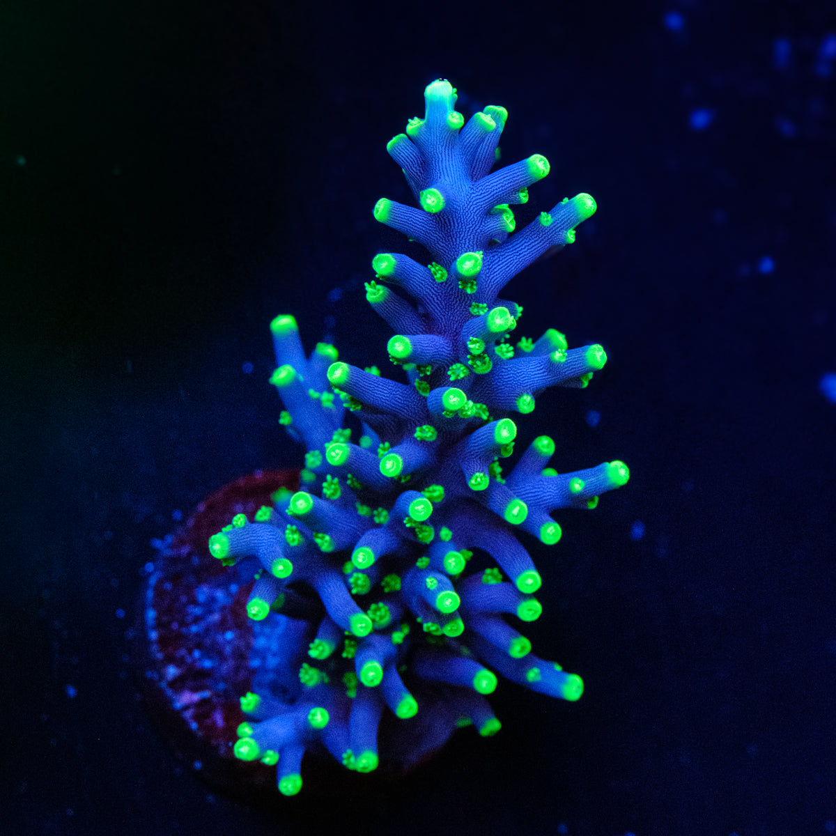 RMF The Last Dragon Acropora WYSIWYG - H4