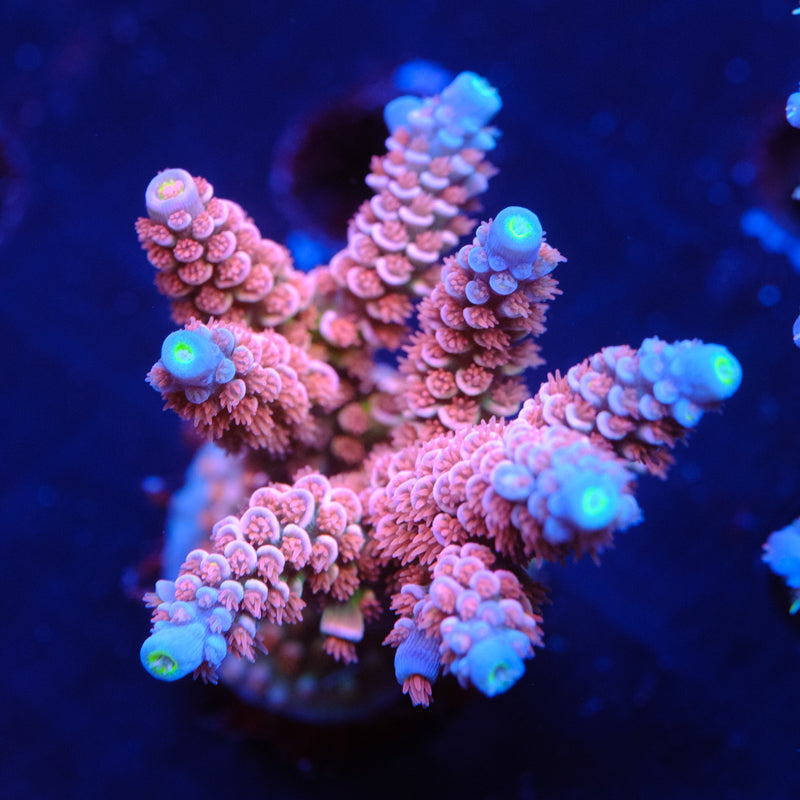 RRC Angry Birds Acropora Tenuis