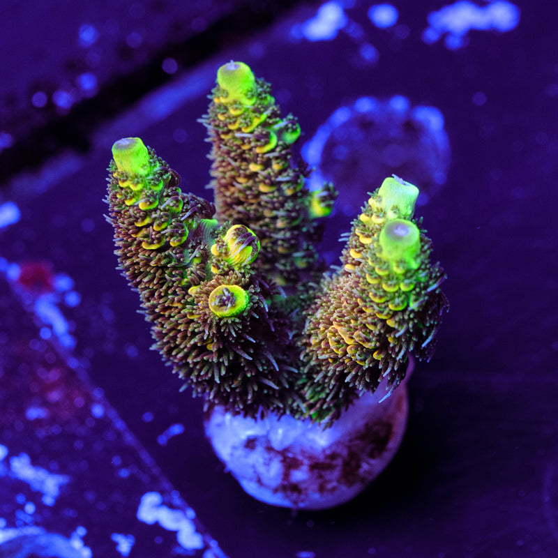 RRC All Green Rainbow Splice WYSIWYG - A4