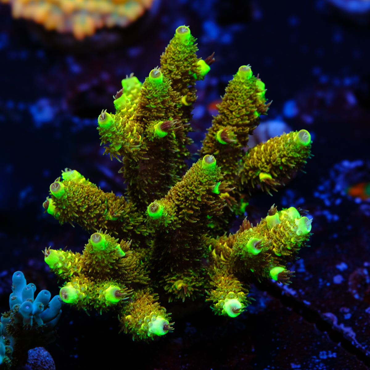 RRC All Green Splice Millepora WYSIWYG - Q4