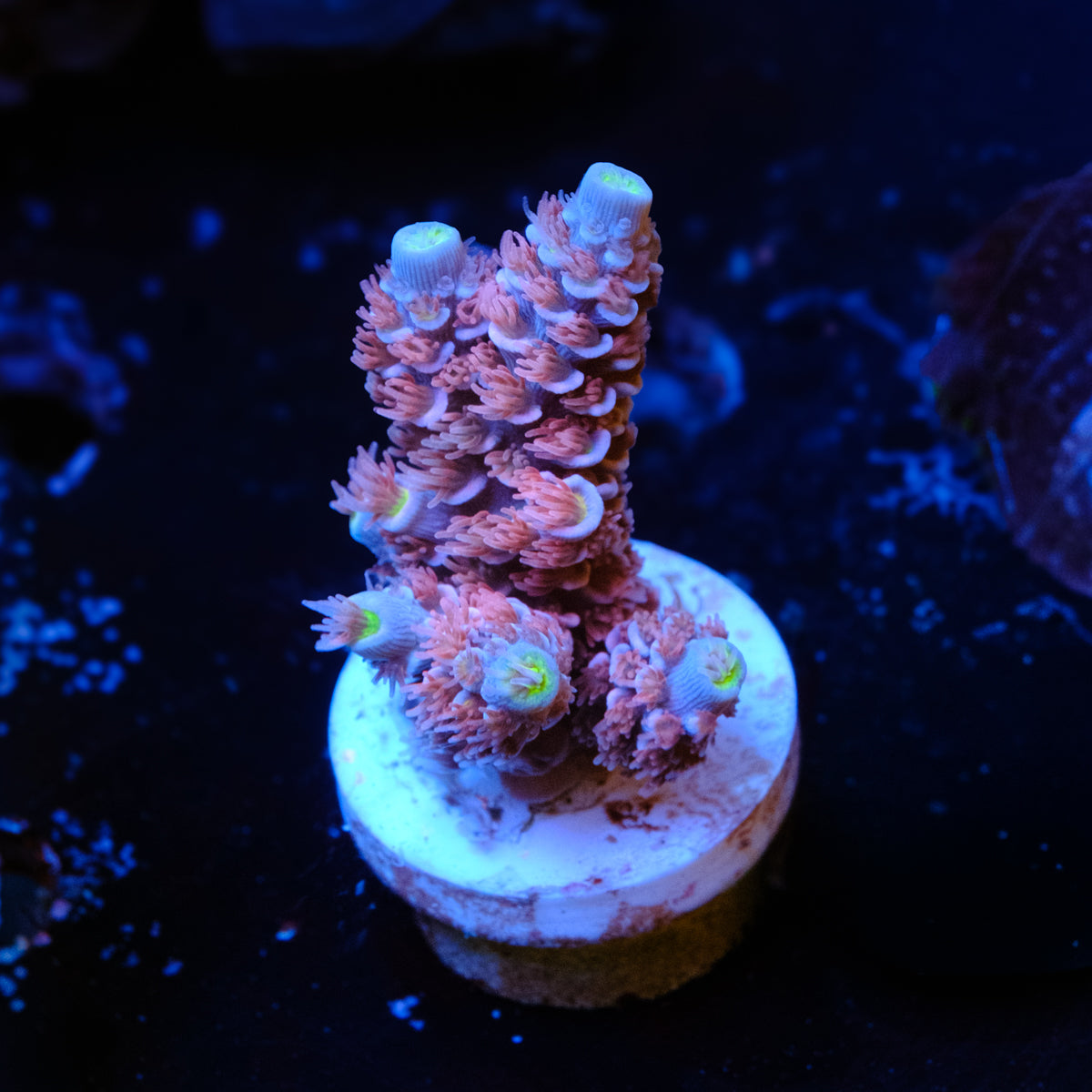 RRC Angry Birds Acropora WYSIWYG - G4