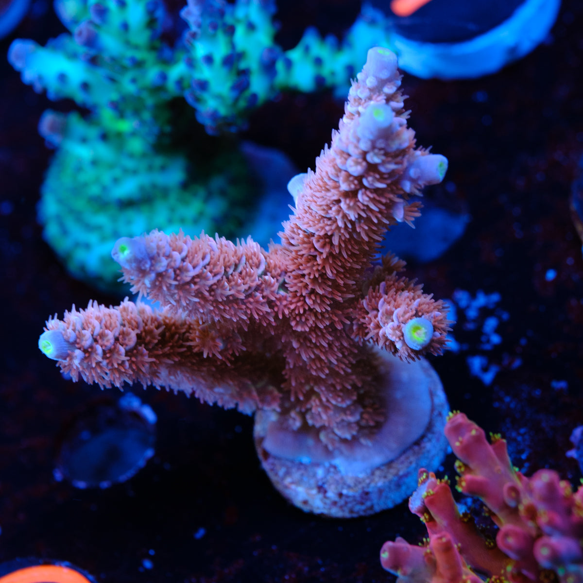 RRC Angry Birds Acropora Tenuis WYSIWYG - Q2-4