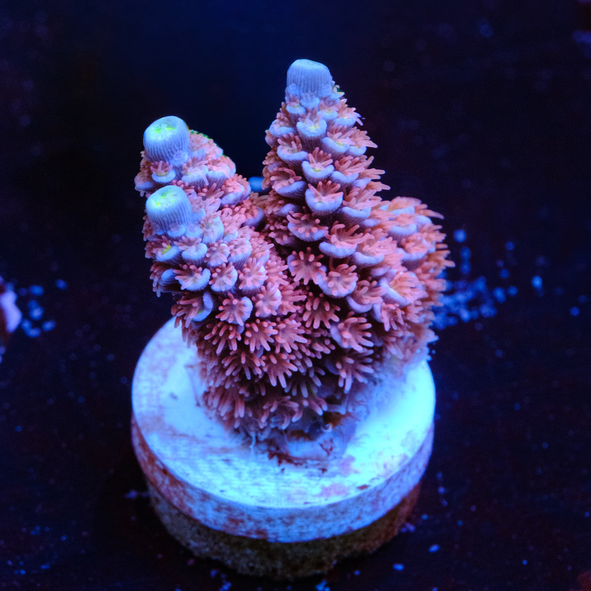 RRC Angry Birds Acropora WYSIWYG - T2-4