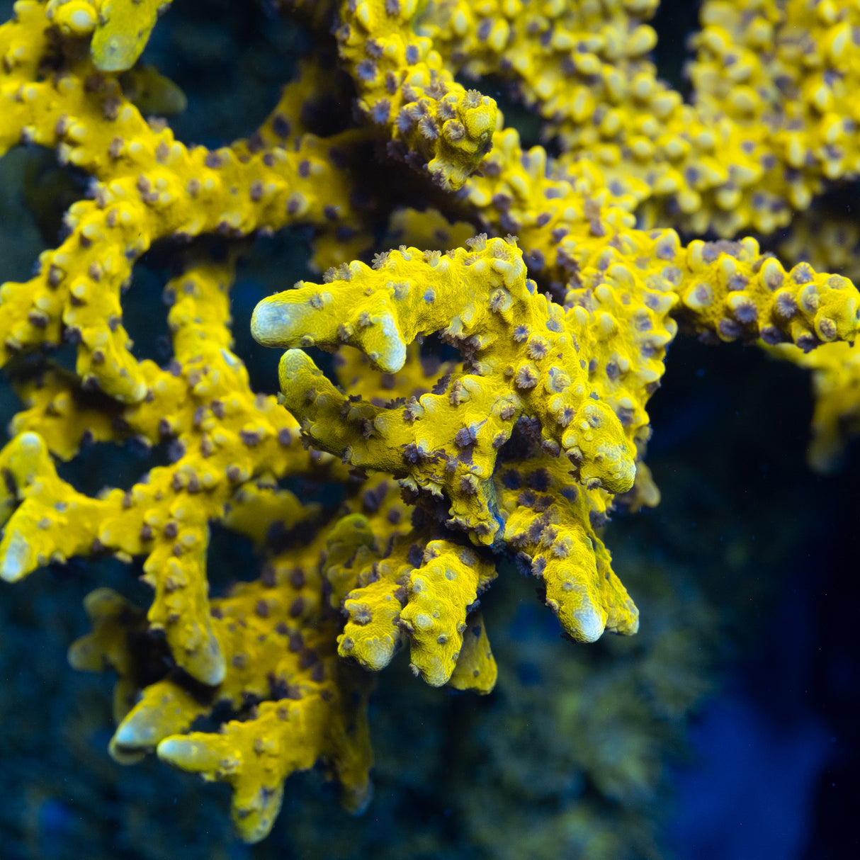 RRC Goldenrod Anacropora