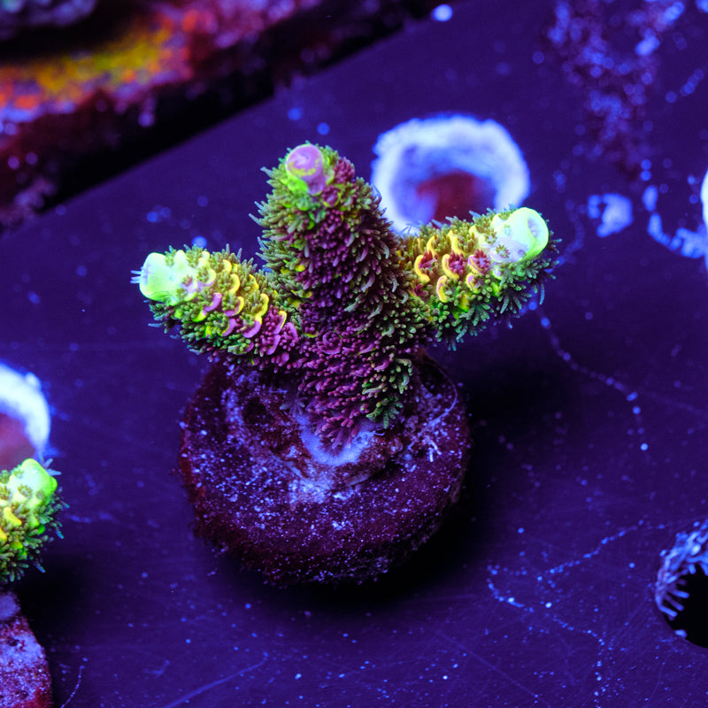 RRC Rainbow Splice WYSIWYG - D4