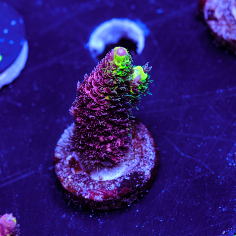 RRC Rainbow Splice WYSIWYG - J4