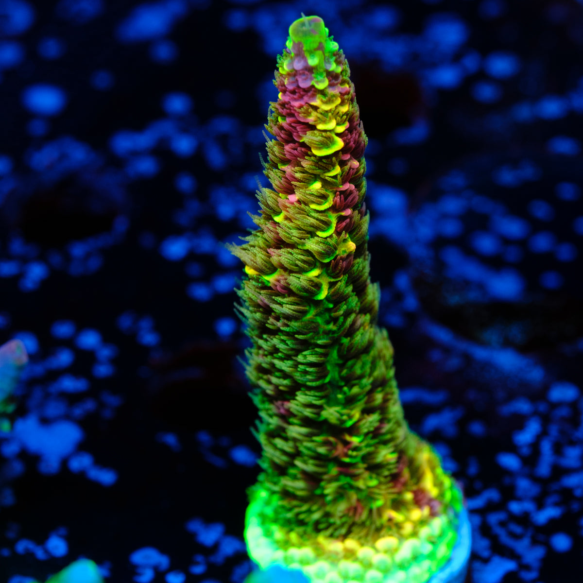 RRC Rainbow Splice WYSIWYG - O1