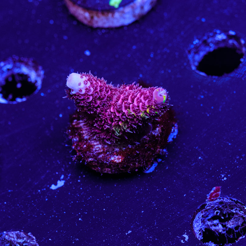 RRC Rainbow Splice WYSIWYG - ALL RED - K4