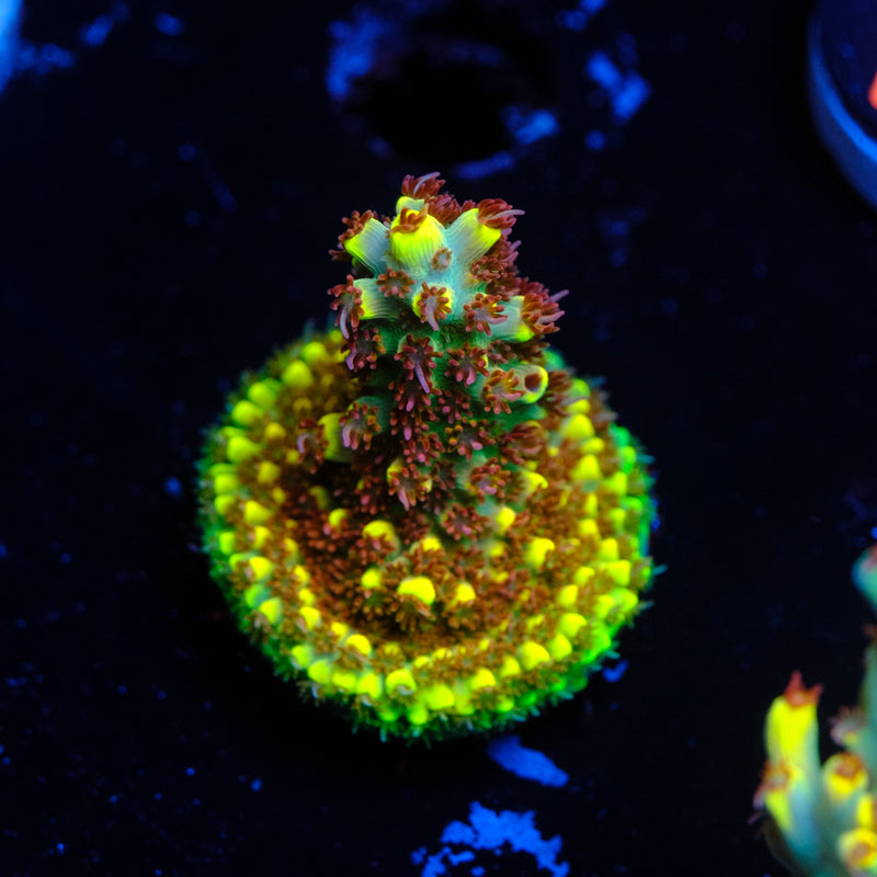 RR Pink Floyd Acropora WYSIWYG K2-4