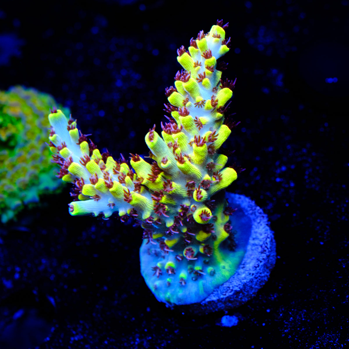 RR Pink Floyd Acropora WYSIWYG - K2-4