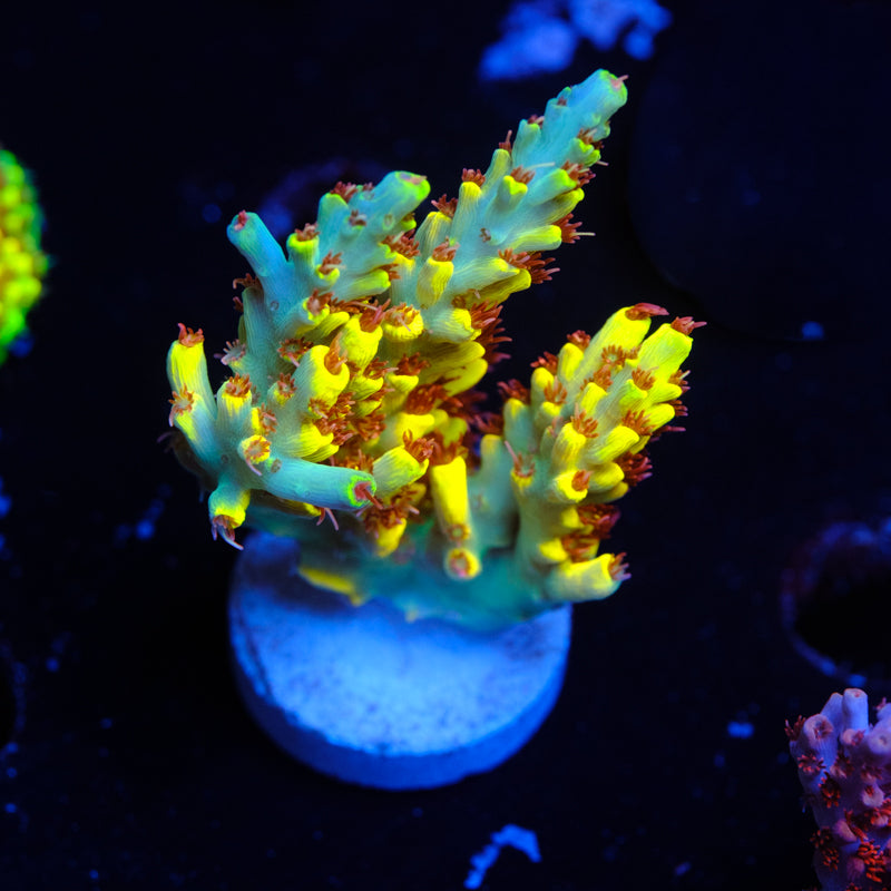 RR Pink Floyd Acropora WYSIWYG L2-4