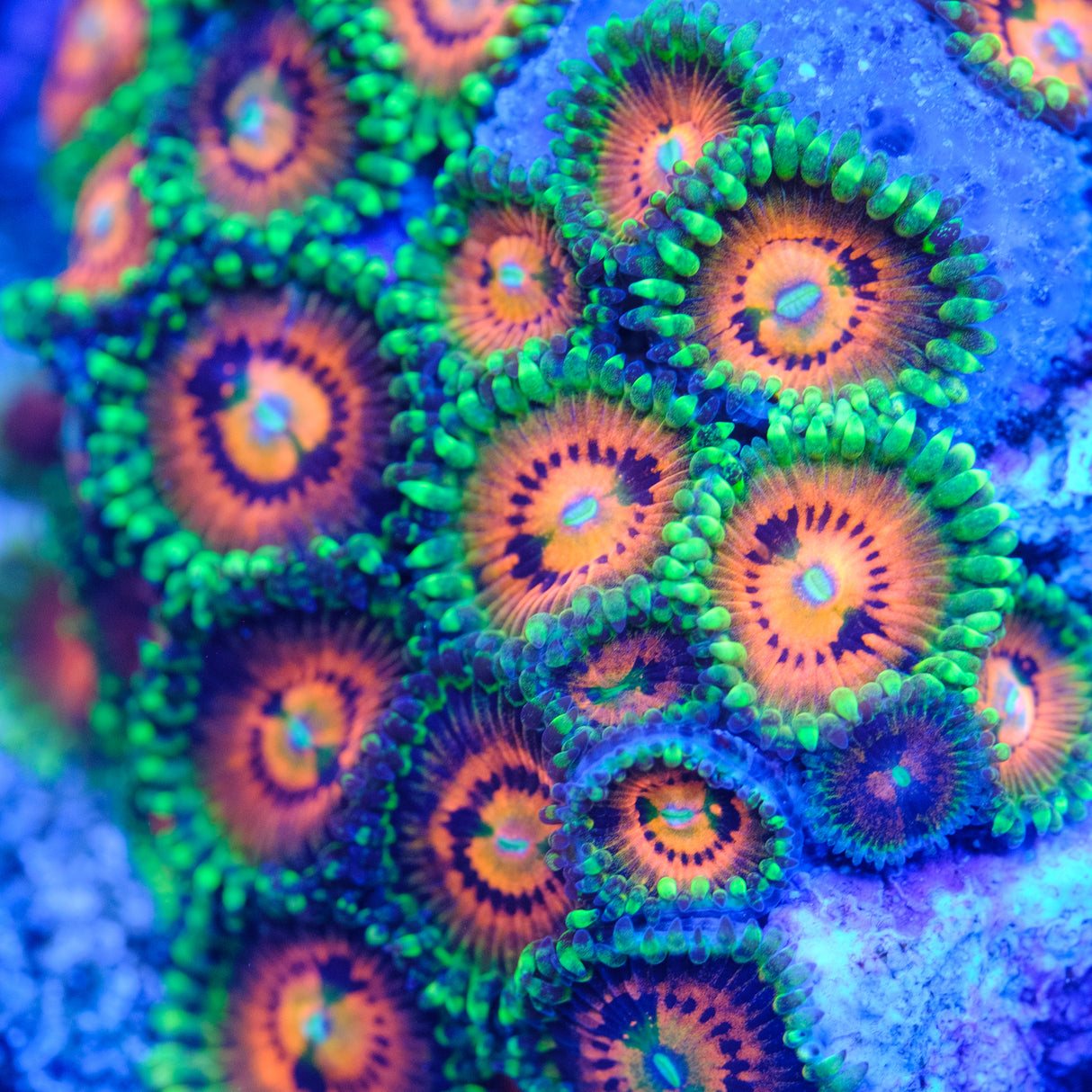 Rainbow Incinerator Zoanthids