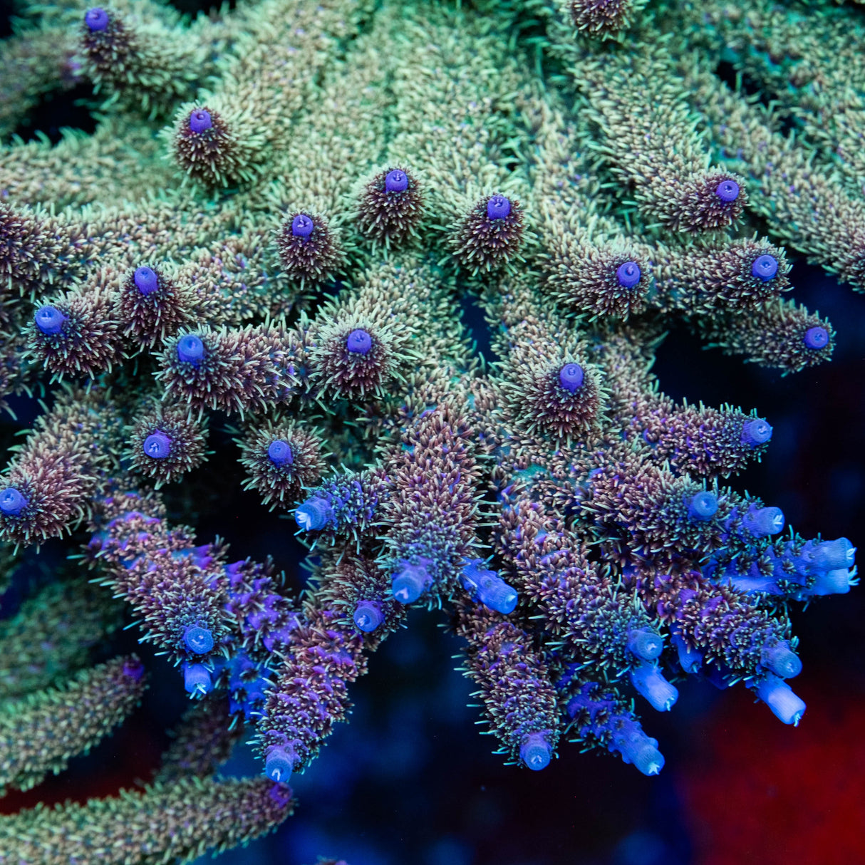 Rainbow Table Acropora