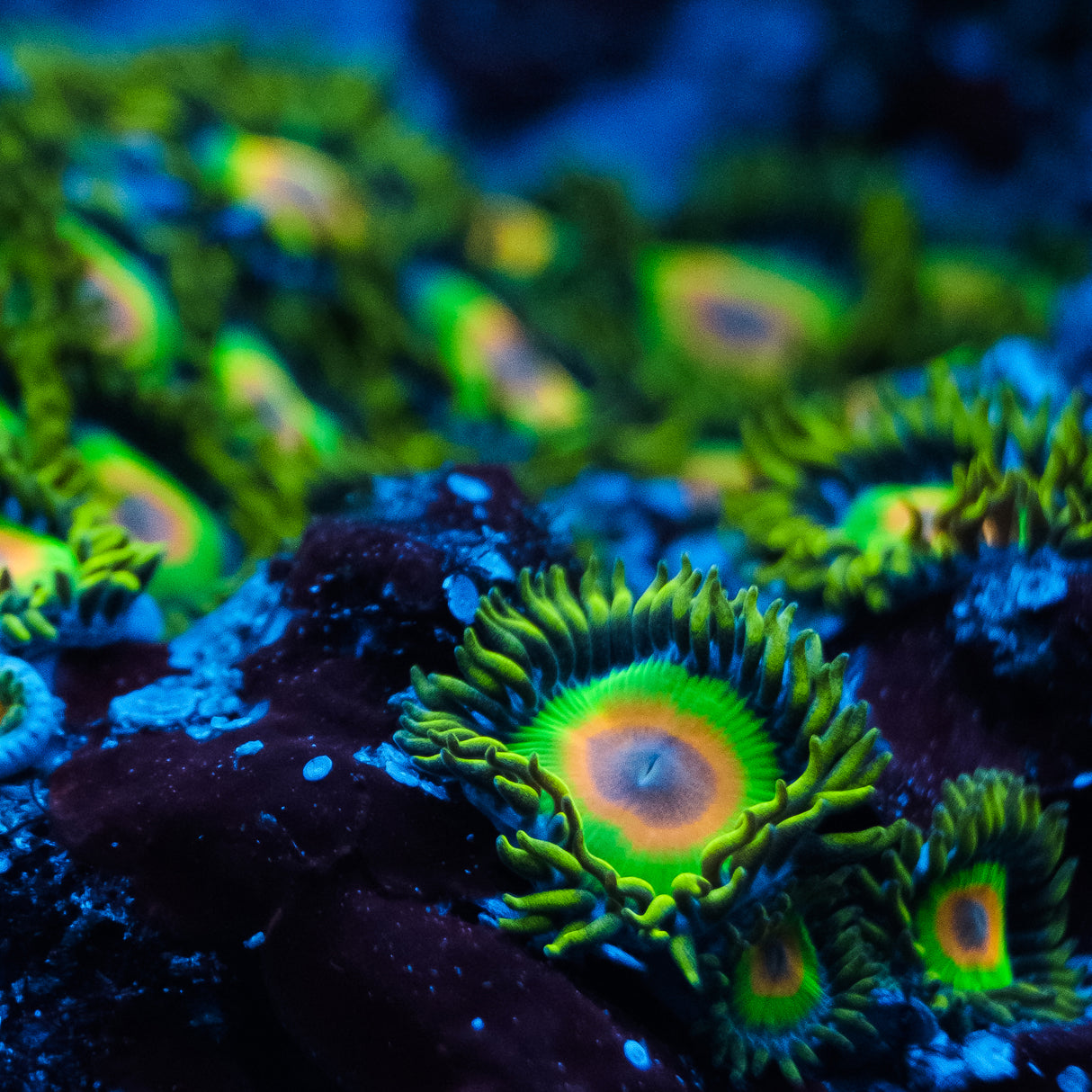 Rasta Zoanthids