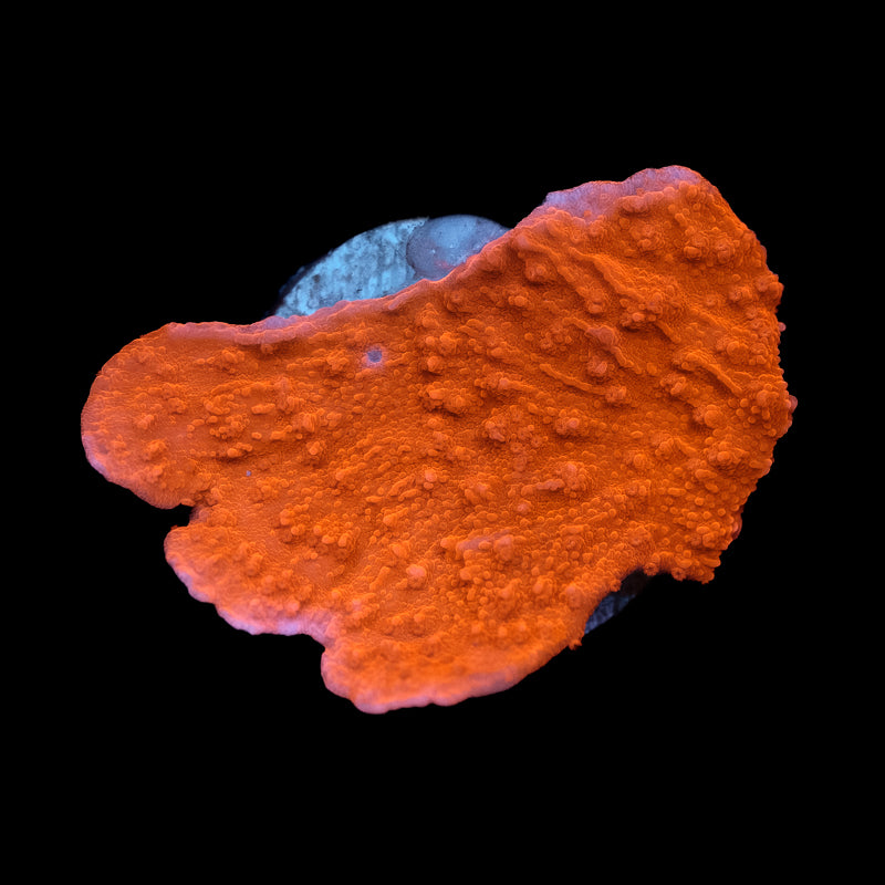 Red Montipora Capriconis