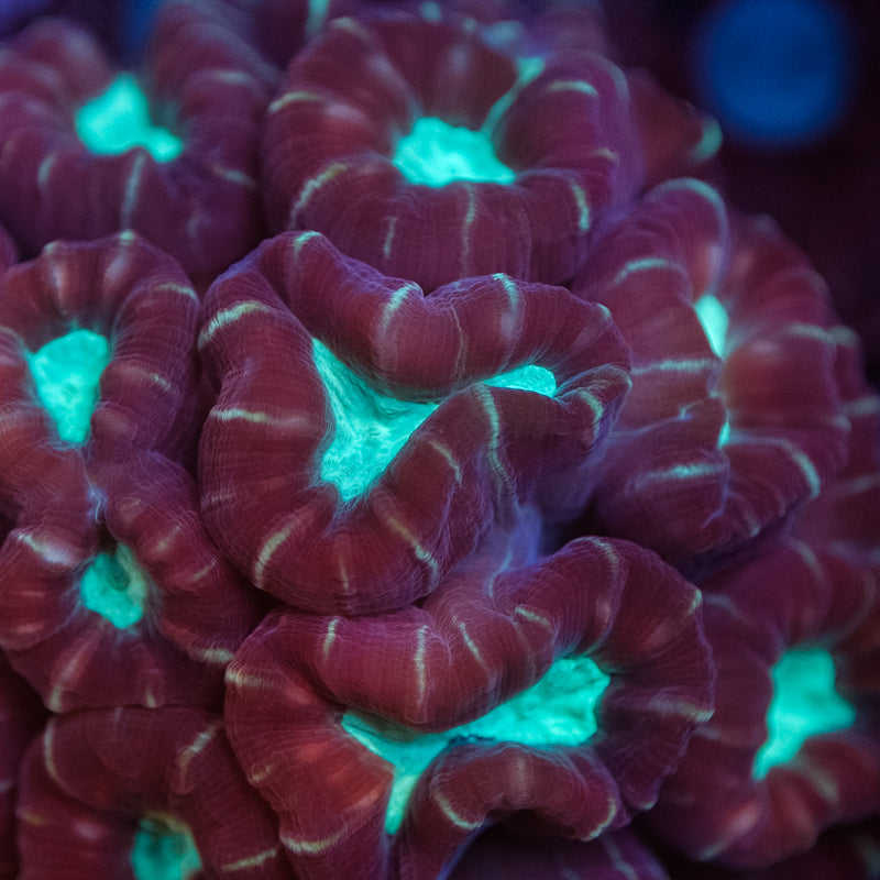 Red & Green Candy Cane