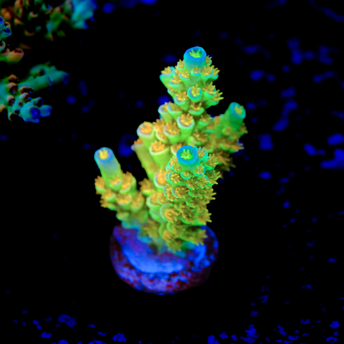 SC Orange Passion Acropora WYSIWYG - J2