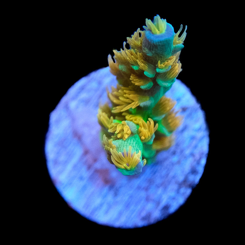 SC Orange Passion Acropora