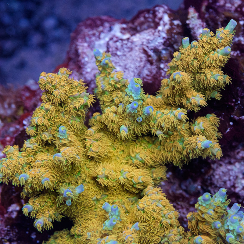 SC Orange Passion Acropora