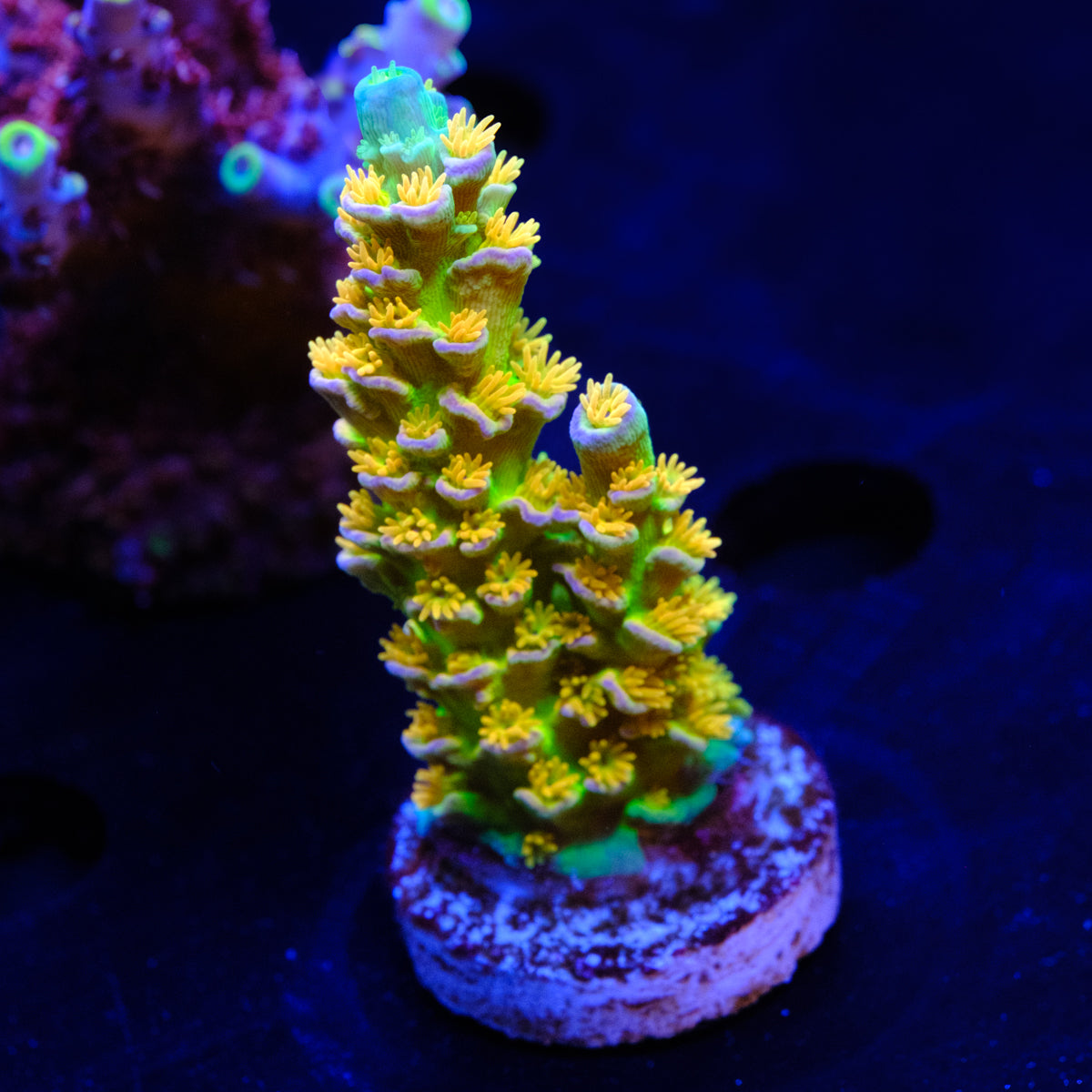 SC Orange Passion Acropora WYSIWYG - I2