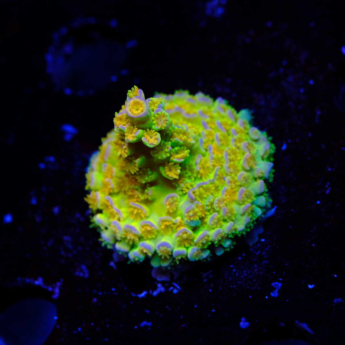 SC Orange Passion Acropora WYSIWYG - J2-4