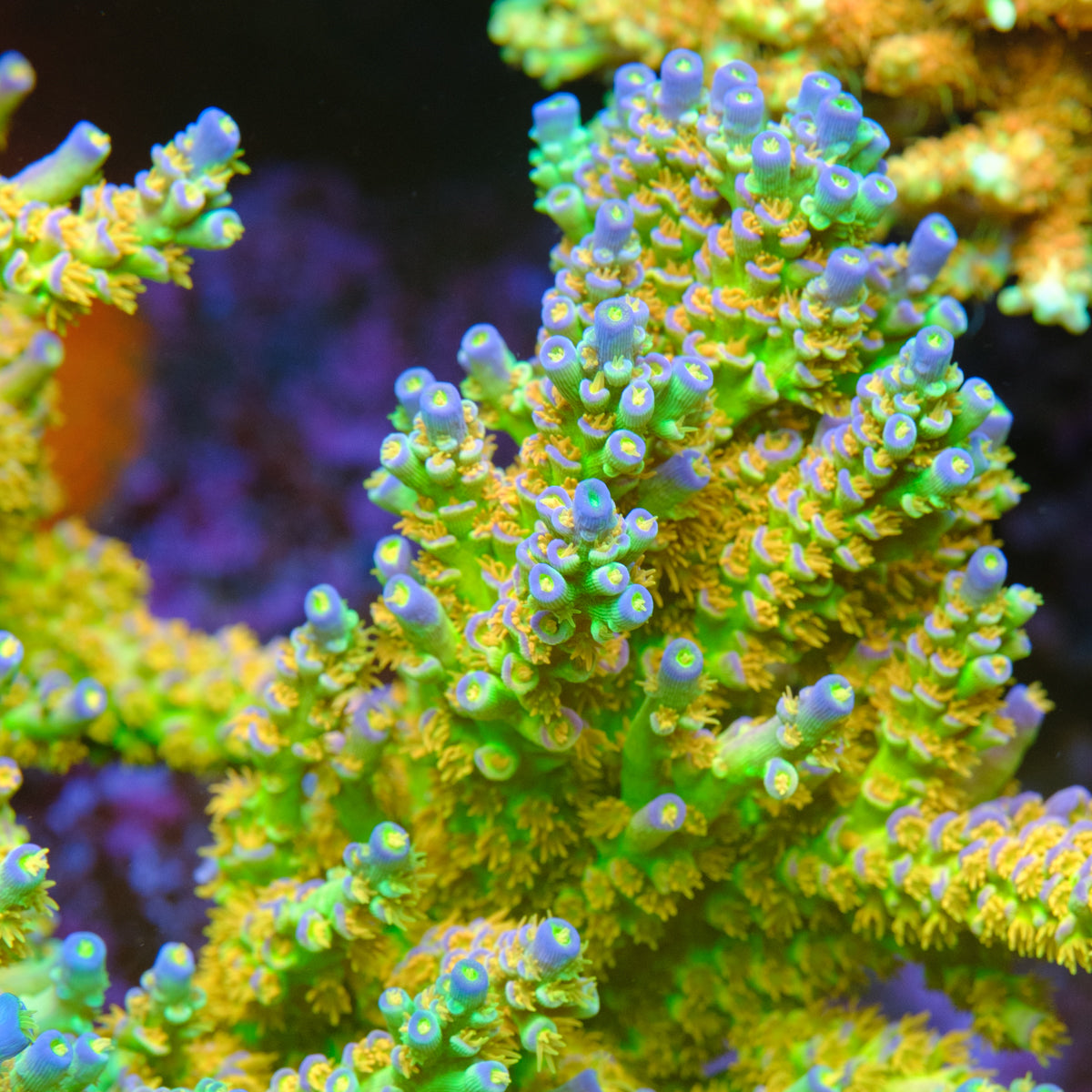 SC Orange Passion Acropora