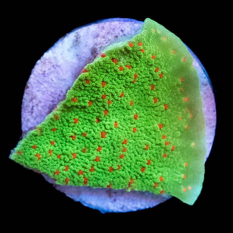 Season's Greetings Montipora
