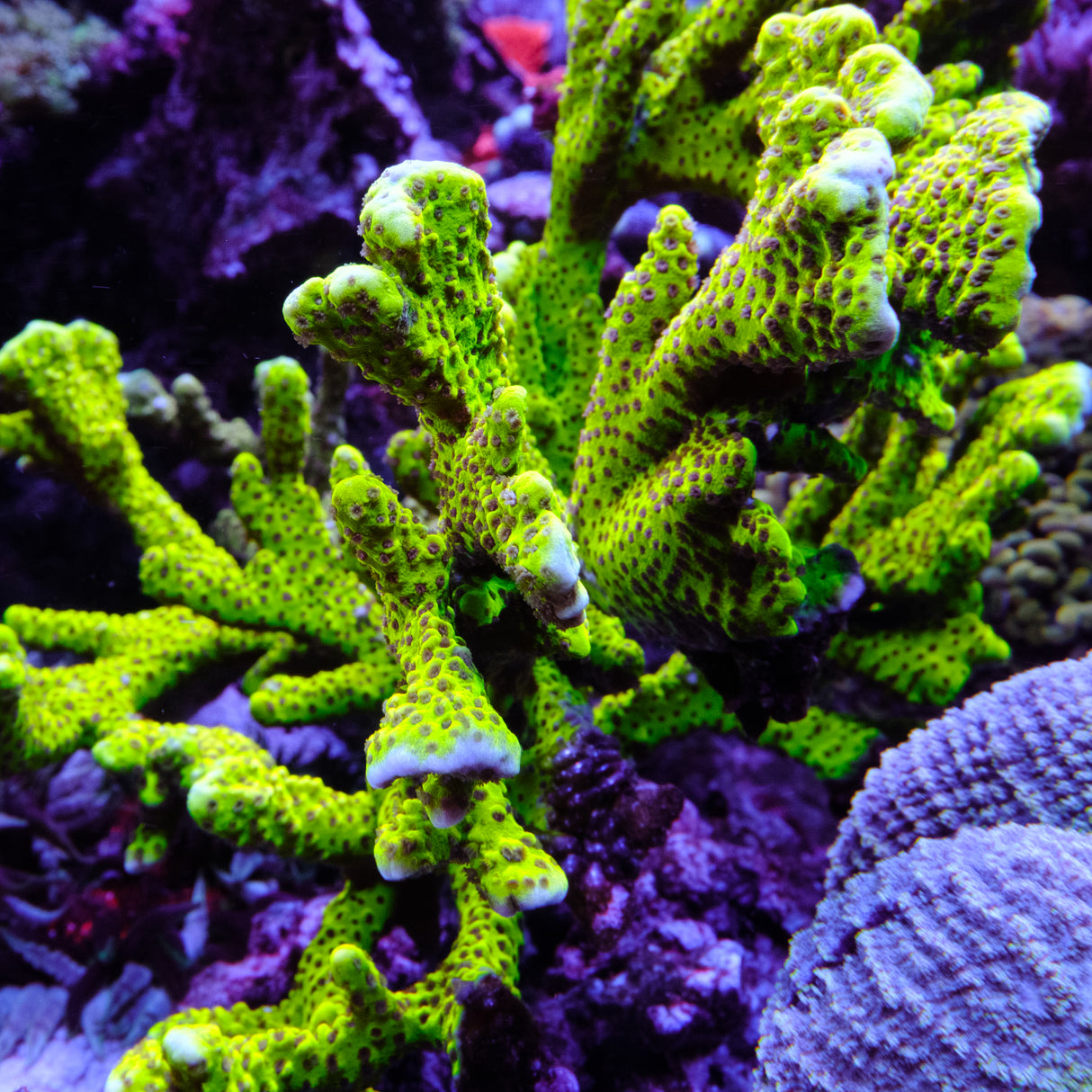 ORA Slimeball Anacropora