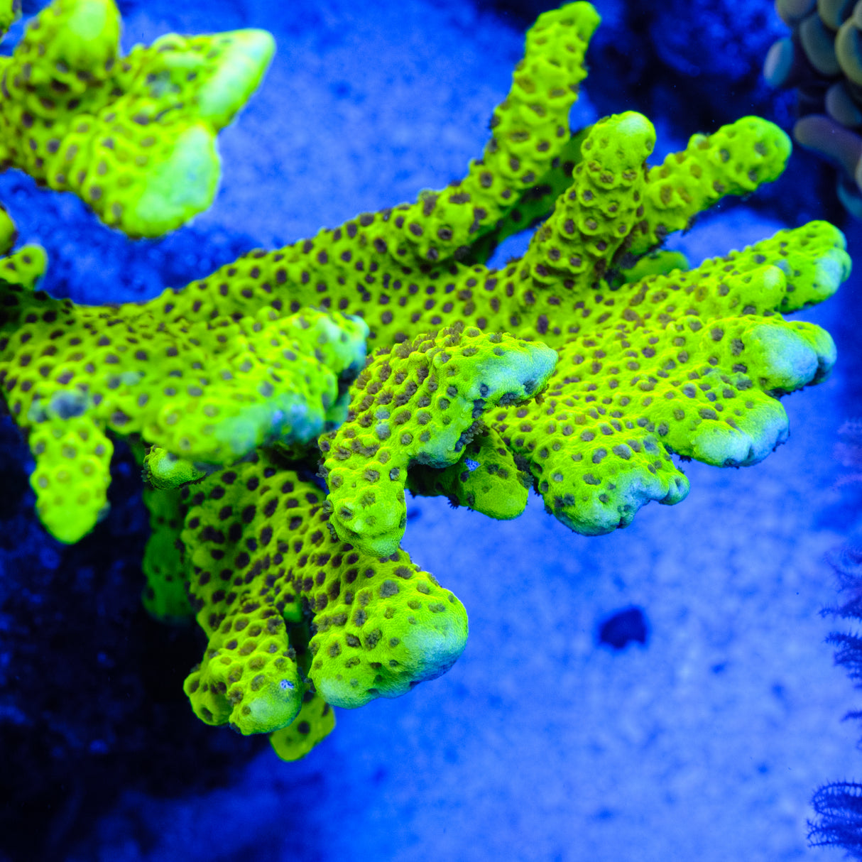 ORA Slimeball Anacropora