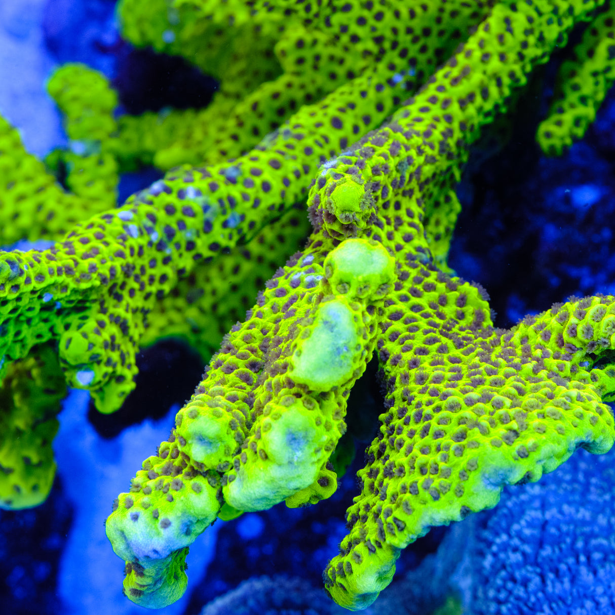 ORA Slimeball Anacropora