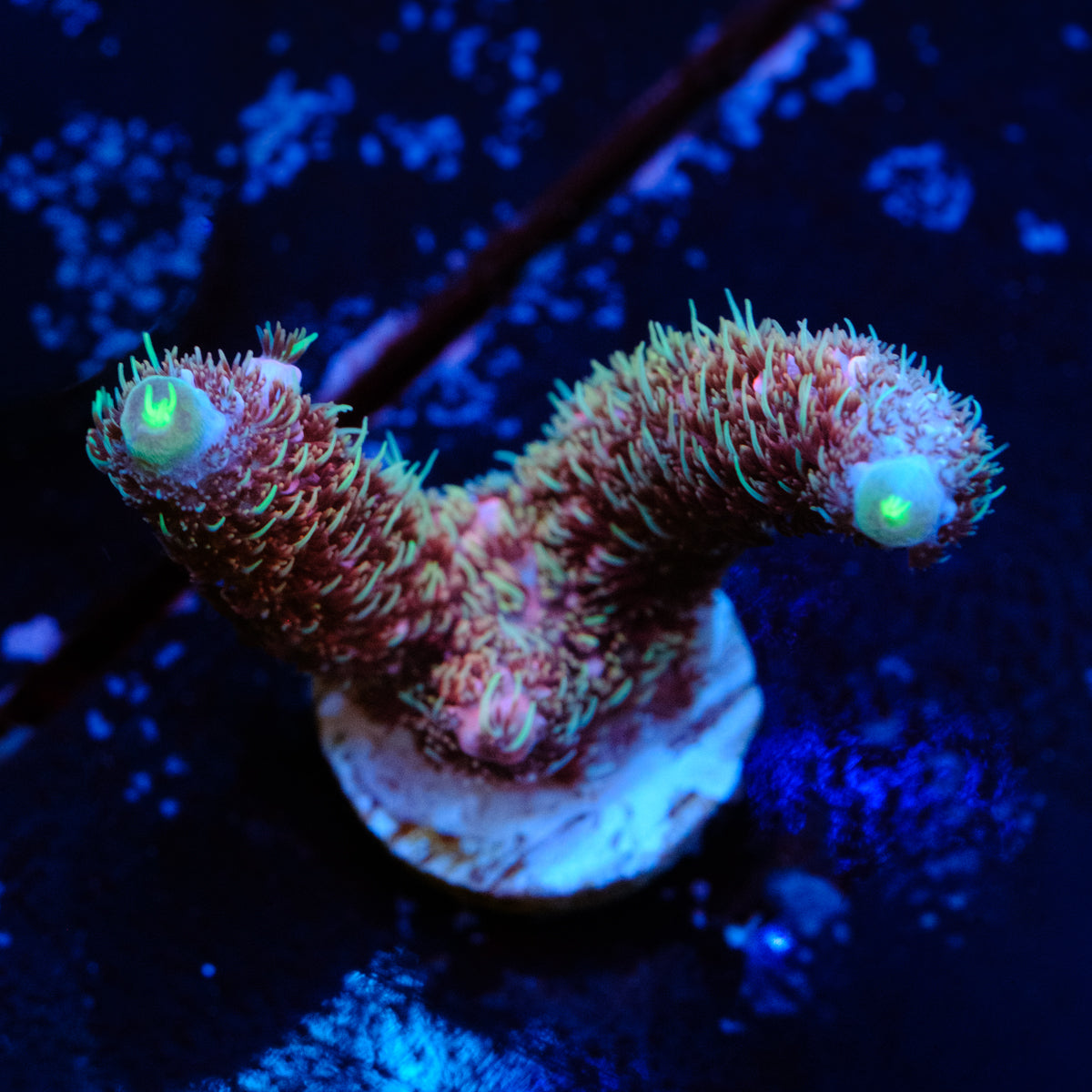 Sniper's Bubblegum Millepora WYSIWYG - A4