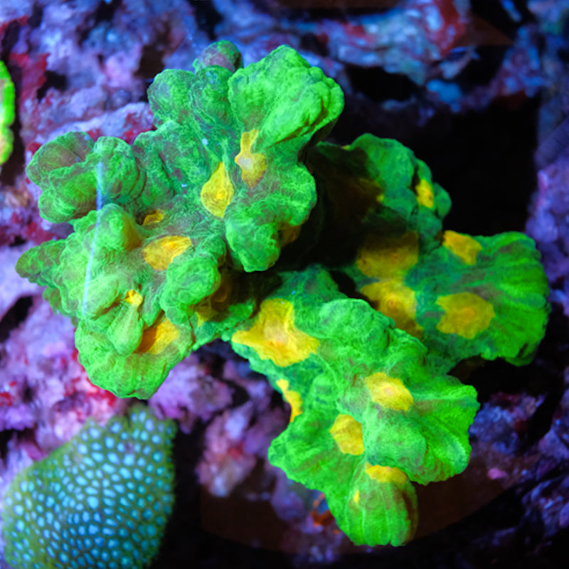 Space Invader Pectinia