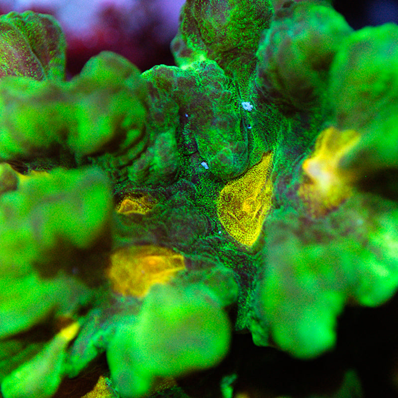 Space Invader Pectinia