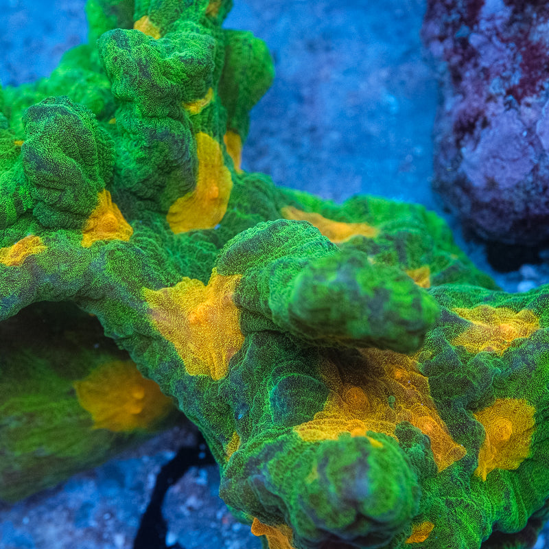 Space Invader Pectinia