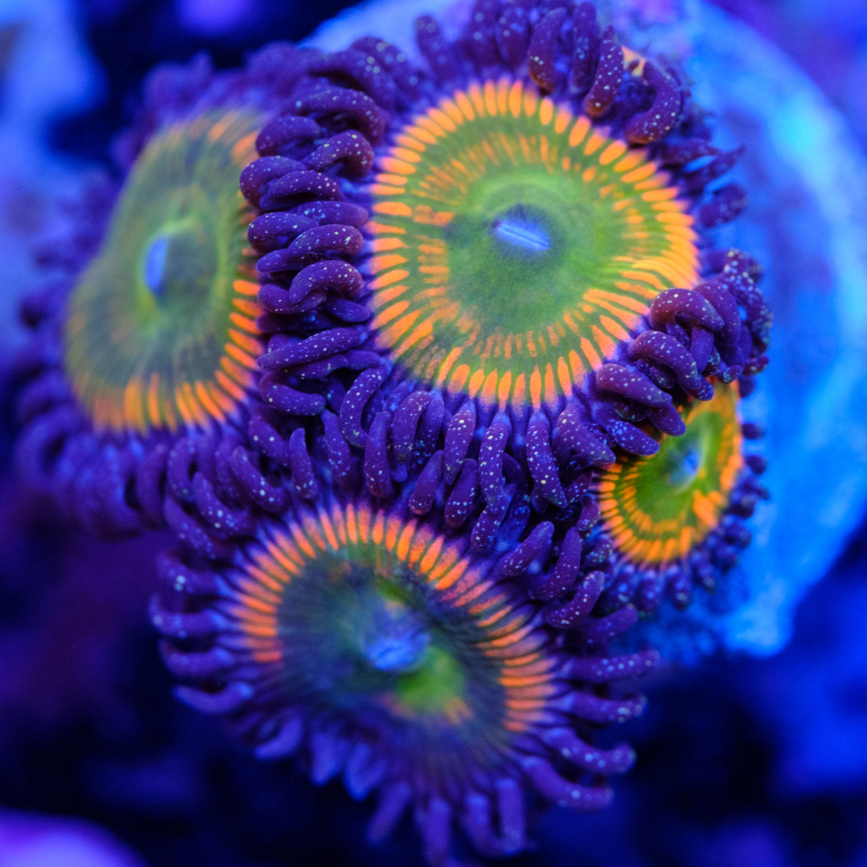 Sunny D Zoanthids