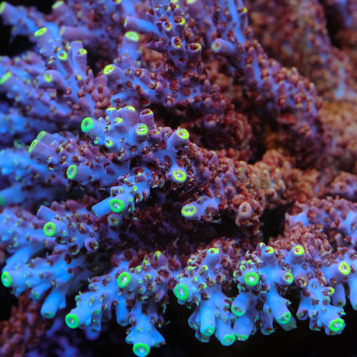 TCK Kaleidoscope Acropora