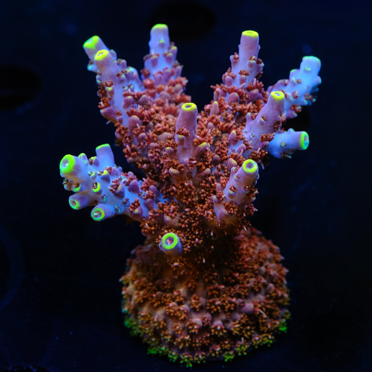 TCK Kaleidoscope Acropora WYSIWYG - J2