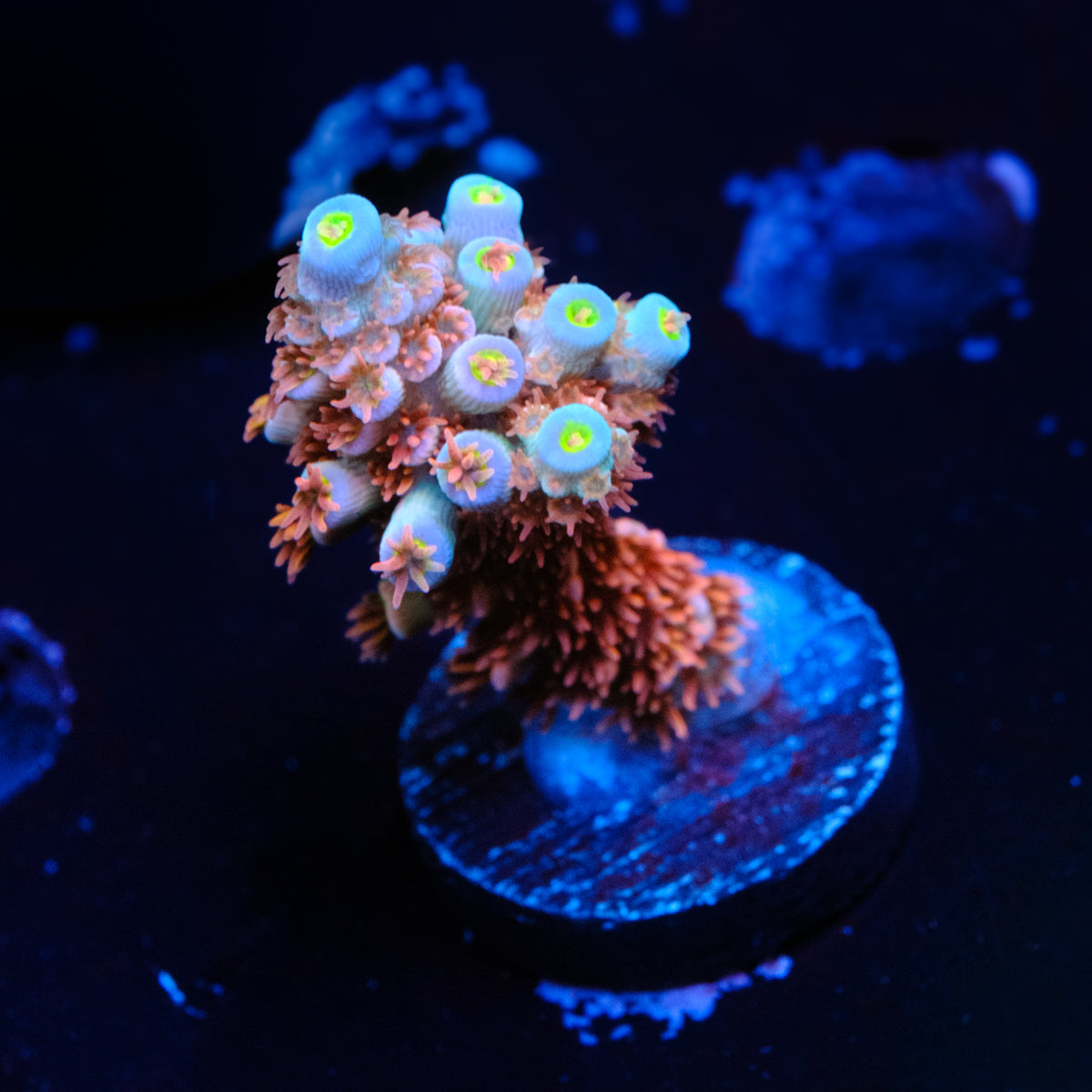 TGC Cherry Bomb Acropora WYSIWYG - P2-4
