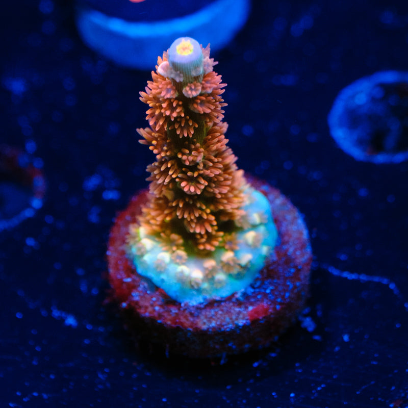 TGC Cherry Bomb Acropora WYSIWYG - U4